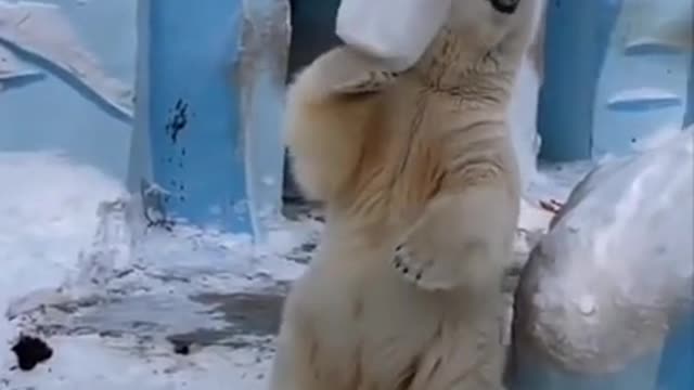 White Bear🐻 funny moment enjoy it