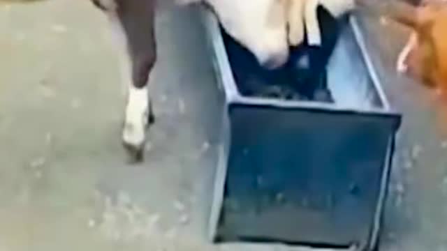 an angry cow throws her friend in the air