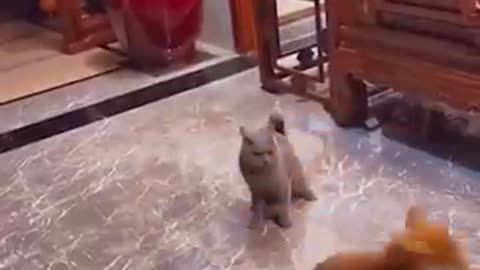 Comment on your favorite pets|funny videos|