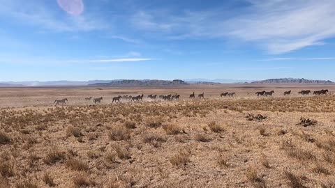 Onaqui Wild Horses on the Move