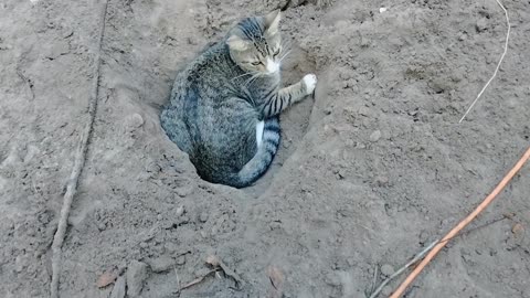 The cat stole my hole!