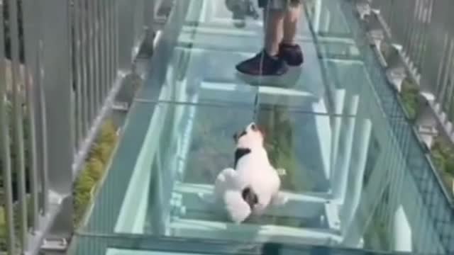Dog is not going to mirror rod