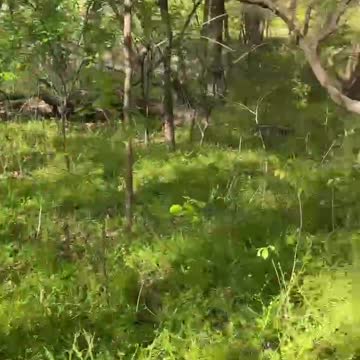 Off to the woods we go