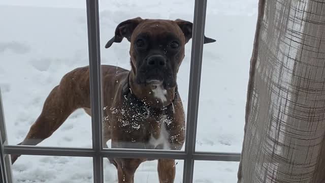 Impatient Boxer Wants To Be Inside