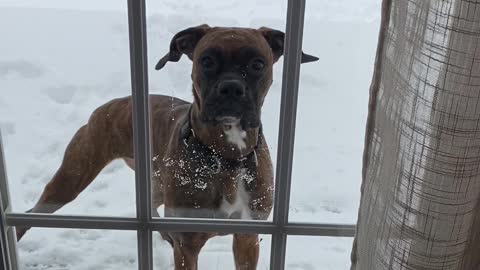 Impatient Boxer Wants To Be Inside
