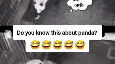 Shock Birth of a Panda. Motherhood Surpise