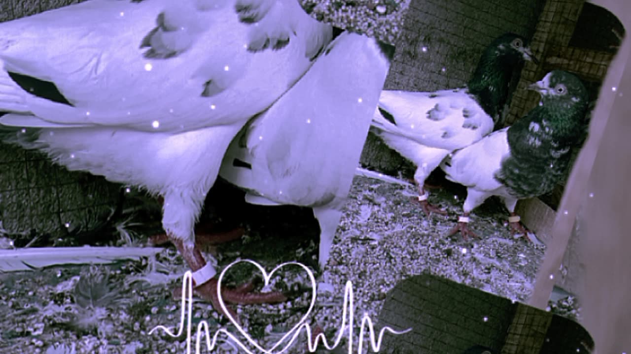 Teddy pigeon