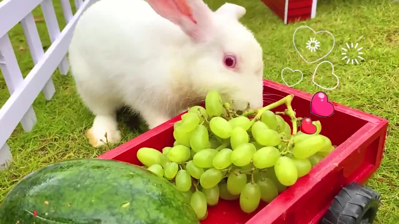 Animals Baby Monkey Eats Mini Fruit and playing with the puppy and baby rabbit