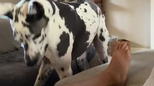 Great Dane Barking on his owner