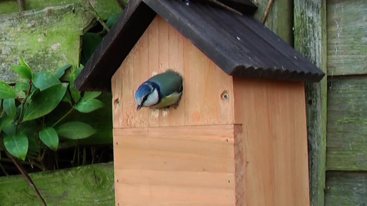 Adaptation of birds in their homes