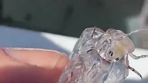 How incredible this is! Are you familiar with Phronima_ #shorts #shortsvideo #video #viral