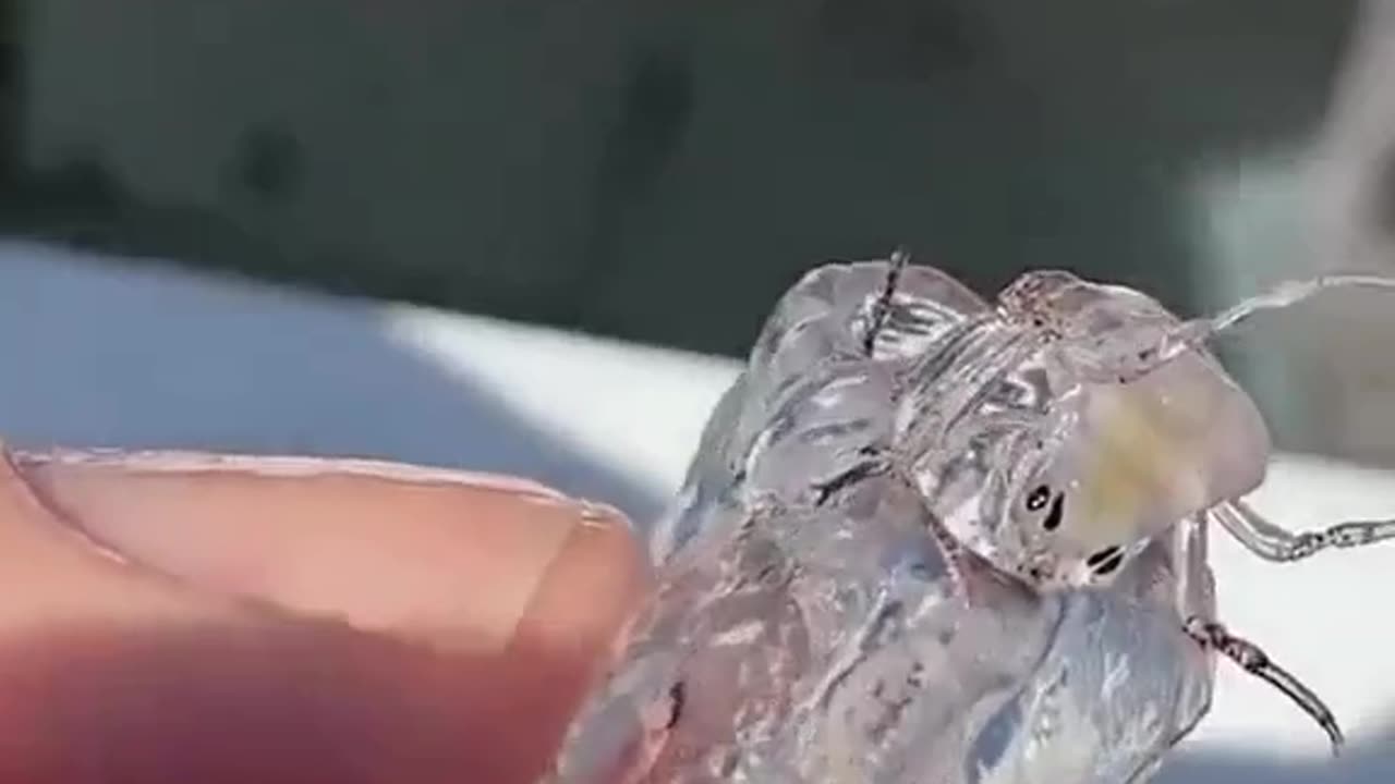 How incredible this is! Are you familiar with Phronima_ #shorts #shortsvideo #video #viral