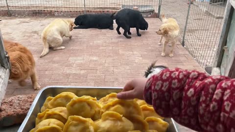 Fried dumpling