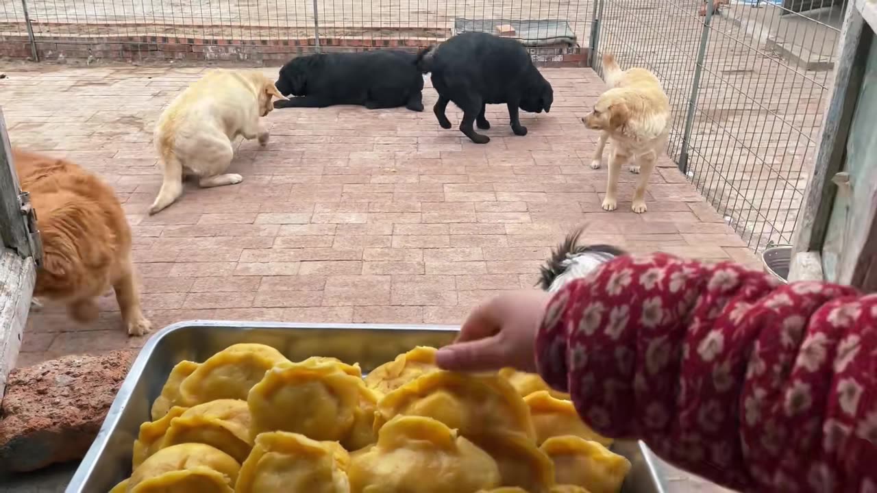 Fried dumpling