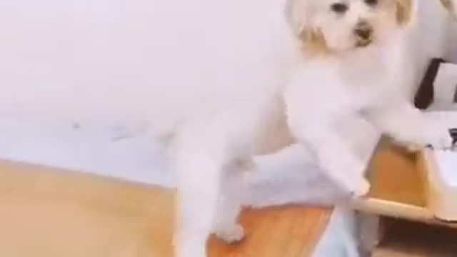 dog video funny