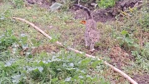 Newbie kitten walking in the yard. This kitten is so beautiful.