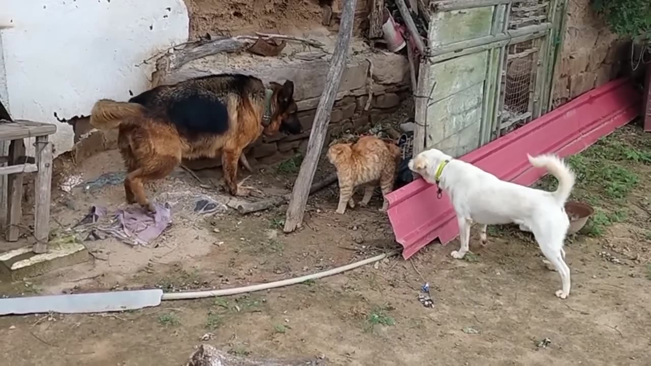 Cat Beat Two Dogs