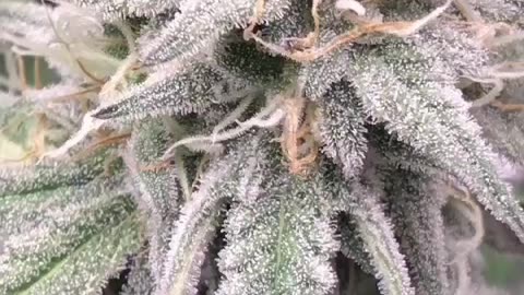 Frosty buds