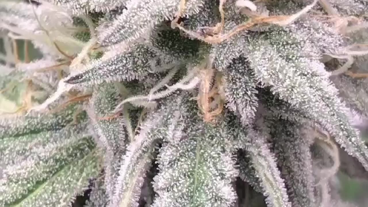 Frosty buds