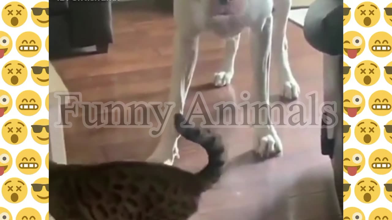 The collection of funny animal videos from 2023