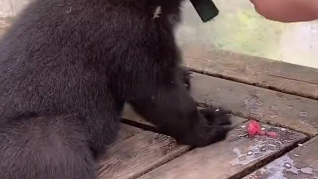 Three-month-old black bear cub eats watermelon