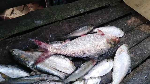 Live Ilish fish/The rarest video in the world