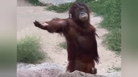 Laugh a Lot With The Funny Moments Of Monkeys 🐵 Funniest Animals Video