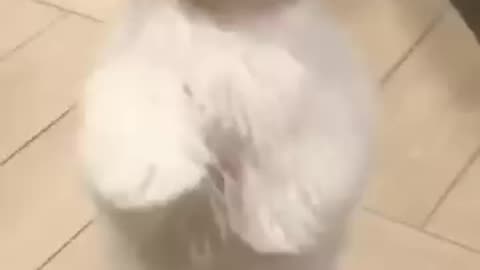 Cute puppy dance