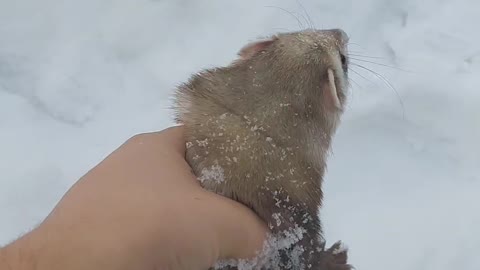 Pet Ferret Plays in the Snow