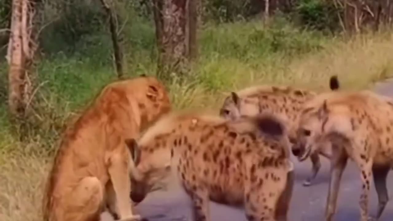 FOUR HYENAS ATTACKING INJURED LION 🦁