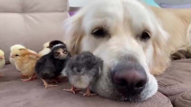 Adorable Golden Retriever and Cute Baby Chicks