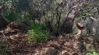Nature sounds frog sounds