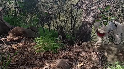Nature sounds frog sounds