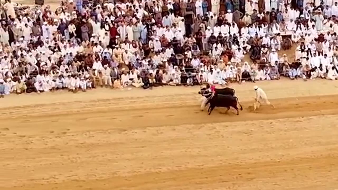 Bull Run Punjab Pakistan