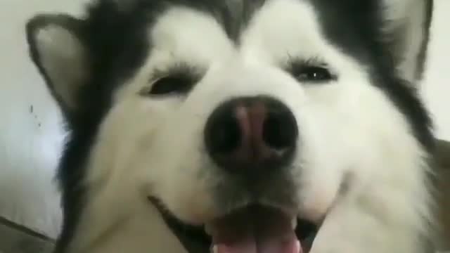 Pets are your work. She's with you