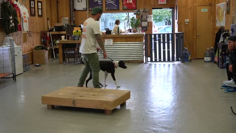 How to Train ANY DOG the basics