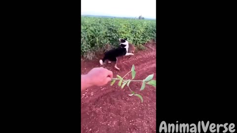 🐾You Laugh You Lose with Hilarious Pets😂🐶🐱