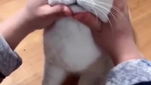 Most satisfying cat 🐈 video