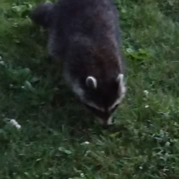 Racoon My Nighttime Friend.