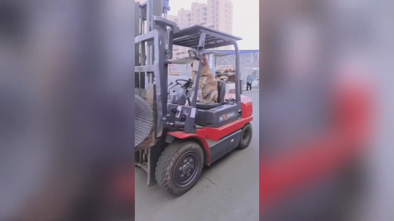 The Confusing Behavior of Animals 96