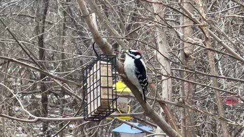 Toronto woodpecker compilation