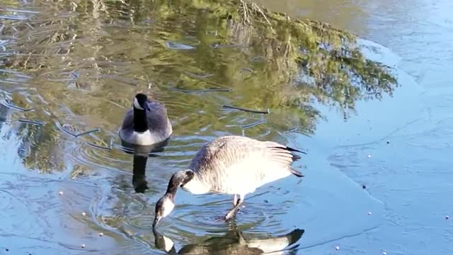 Goose Breaks Through Thin Ice