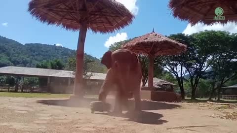 Baby Elephant Wan Mai Daily Routine - ElephantNews