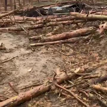 Footage from the forests near Kremennaya