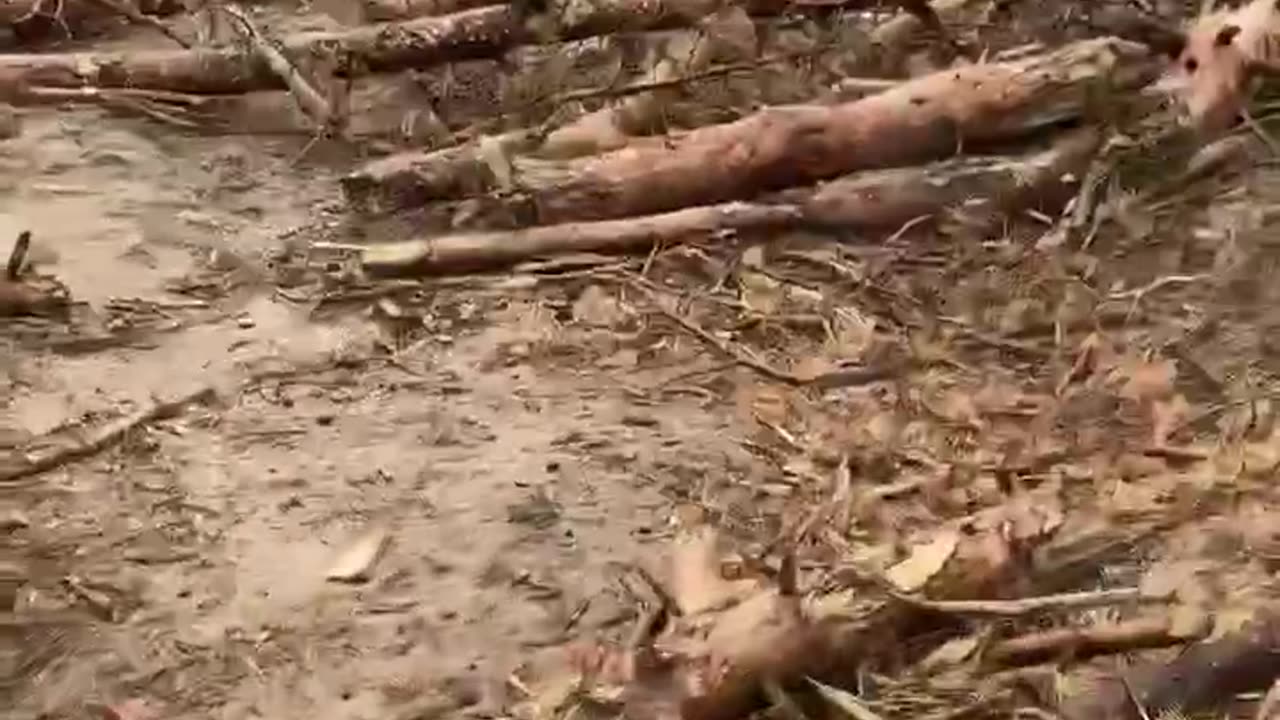 Footage from the forests near Kremennaya