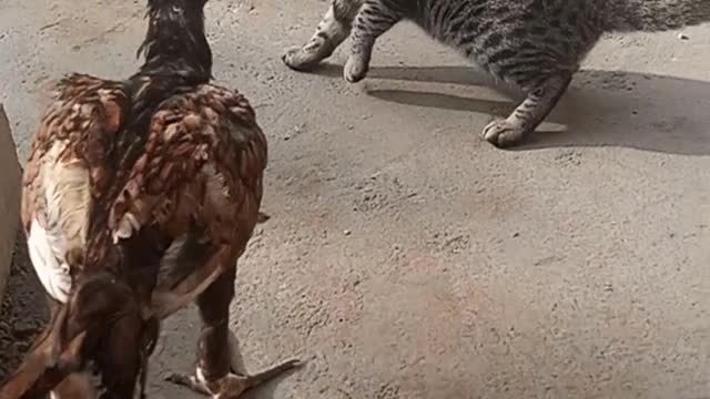 Cat and hen fighiting waoo so funny fight