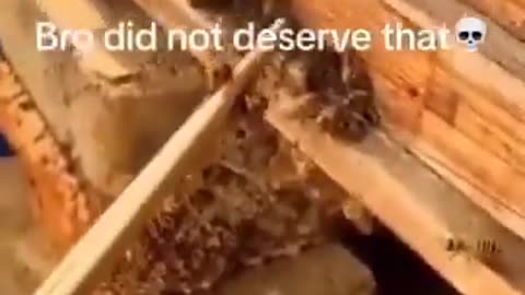 Wasp Fed To The Bees