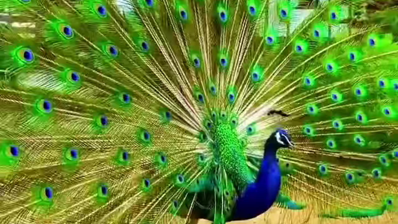 Beautiful Peacock at my Home