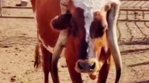 Oh, my God. Did you see that? This cow's horns grow down. It's amazing