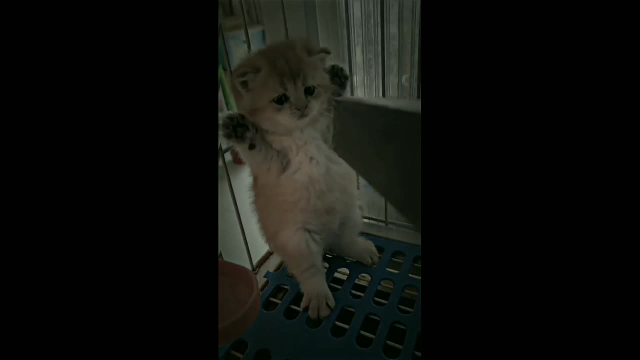 cute cat